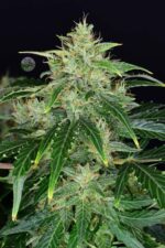 CBD Auto 20:1