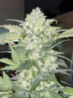Original Bubblegum