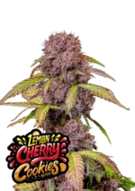 cannabissamen-fastbuds-lemon-cherry-cookies-auto-3stk.webp