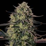 alien-gas-auto.jpg