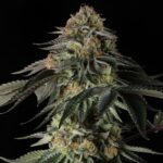 rainbow-gas-silent-seeds.jpg