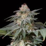 lemon-tree-fast.jpg