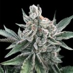 polar-gelato-auto.jpg