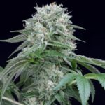 starfire-og.jpg