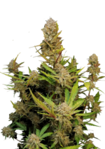 Apricot Auto Fastbuds.png