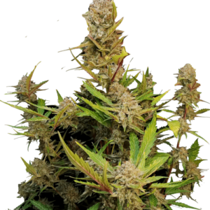 Apricot Auto Fastbuds.png