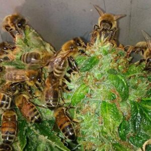 Bienen und Cnnabis, Zusammenarbeit in der Natur
