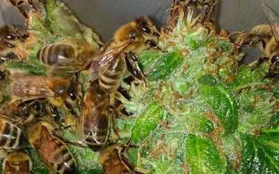 Ist Hanf die Rettung für die Bienen?